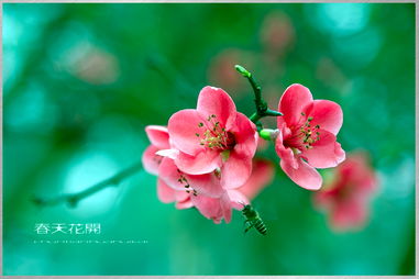 春天有什么花会开,百花争艳的春天花事