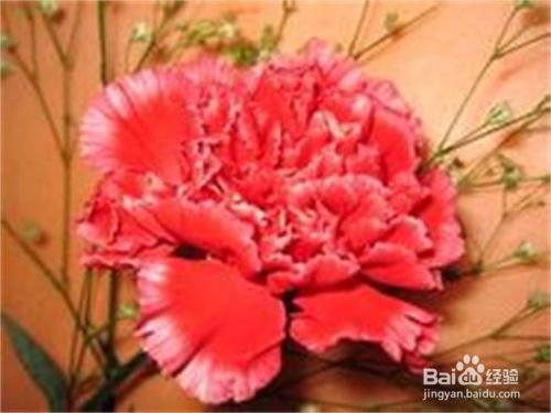 东北康乃馨俗称什么名字,土豆花