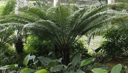 苏铁属于什么植物,穿越时空的“活化石”——揭秘其植物分类与独特特征