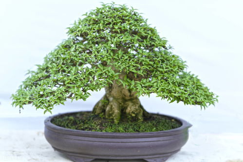 生桩地养多久能上盆,上盆前的关键成长阶段