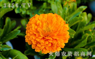 金盏花怎么施肥,科学施肥,助力花朵绽放