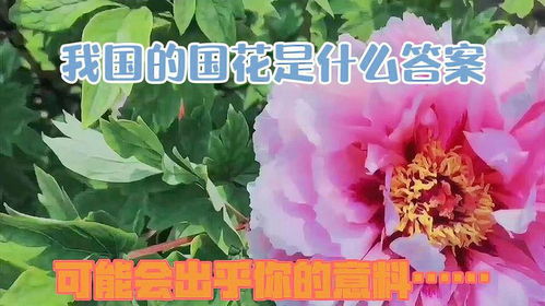 中国国花是什么,国色天香，花中皇后