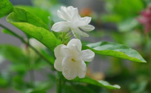 茉莉花什么时候开花,探寻花期的奥秘