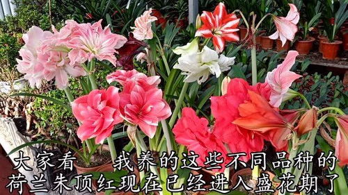 朱顶红开花后怎么处理,养护与再生的秘诀