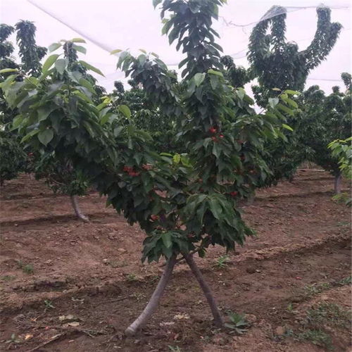 樱桃种植不生根怎么办?,樱桃种植不生根的解决策略