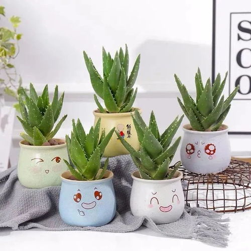 植物杀手养什么花好,养花攻略，轻松驾驭绿植世界