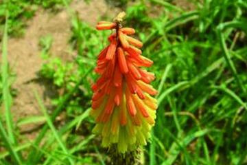 火炬花怎么浇水呀,火炬花浇水指南