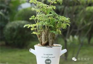福禄桐植物怎么养,打造家中绿意盎然之宝
