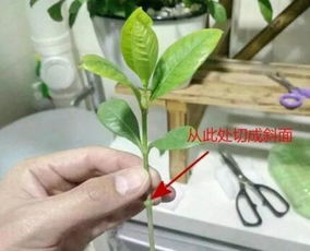 栀子花怎么扦插,轻松繁殖,花开满园