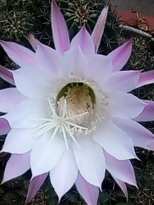 仙人球开花是什么兆头,预示好运与吉祥的神秘兆头