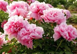 室内牡丹什么时候开花,室内牡丹绽放时节
