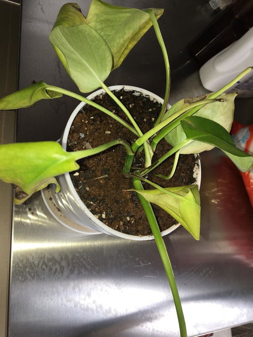 绿箩如何剪枝,打造繁茂绿意新形态