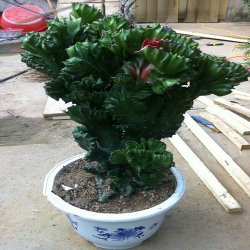 麒麟类植物有哪些,探寻神秘生物的绿色家园