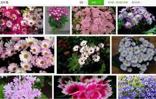 如何种花卉瓜叶菊,打造家中美丽花园