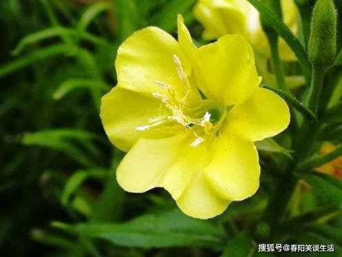 小丽花虫害有哪些,小丽花虫害种类及防治策略概述