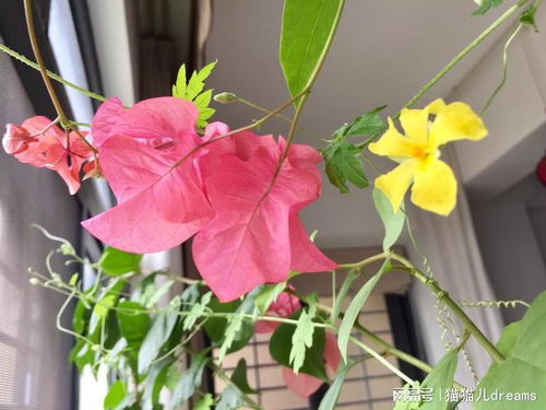 三角形花是什么花,揭秘三角形花的风采与魅力
