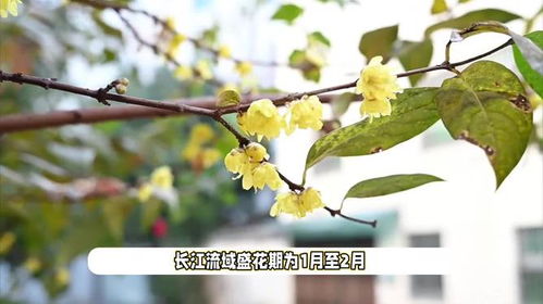 腊梅什么时候开花,冬日里的芬芳使者