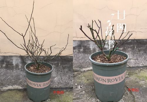 秋冬需要修剪的花有哪些,这些花卉修剪攻略,助您打造美丽花园