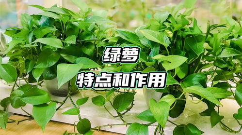 用什么擦绿箩,揭秘擦拭绿箩的神奇方法