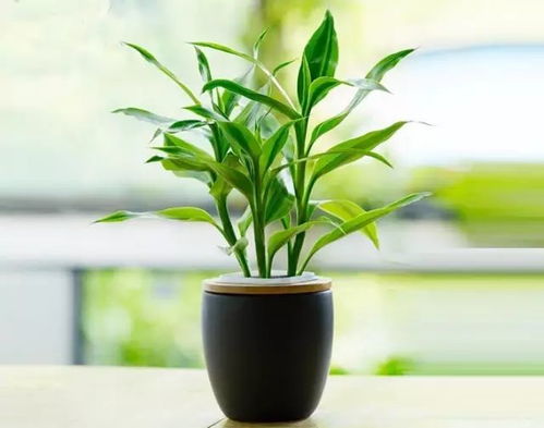 花卉竹子用什么水,揭秘适宜用水奥秘