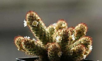 金手指养多久会开花,揭秘开花生成之奥秘，养植指南一网打尽