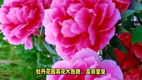中国国花是什么花,探寻我国国花之美