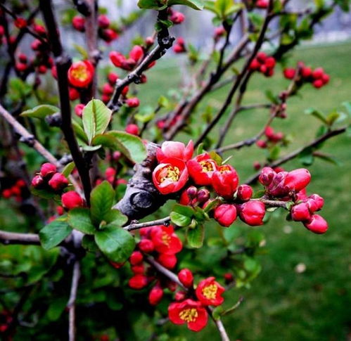 北方冬天什么植物,北方冬天的常绿植物