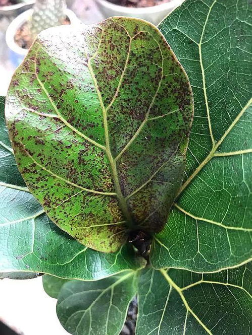 茶花叶子有锈斑怎么治,诊断与治疗全解析