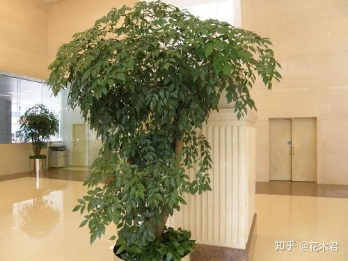 幸福树冬天耐多少低温,幸福树冬季耐低温极限解析