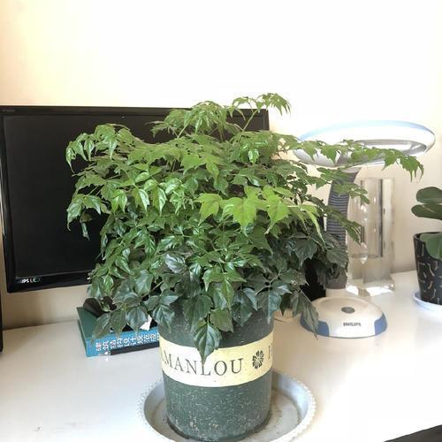 幸福树可耐低温多少度,揭秘其抵御低温的神奇能力”