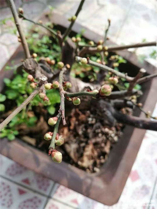 梅花花后如何修剪,梅花花后修剪技巧解析