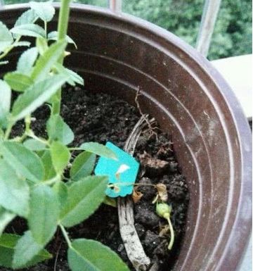 茉莉花为什么会掉花苞,探究原因与养护技巧