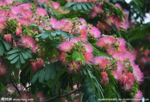 花是什么样子是什么颜色,探寻大自然的斑斓画卷