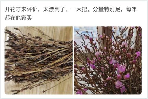 干枝梅怎么养,干枝梅的养护与重生之道