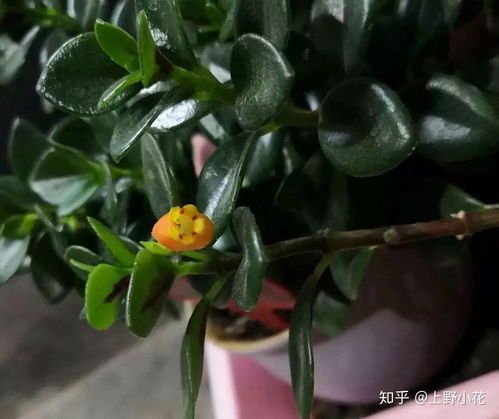 金鱼花什么时候开花,了解花期与养护技巧