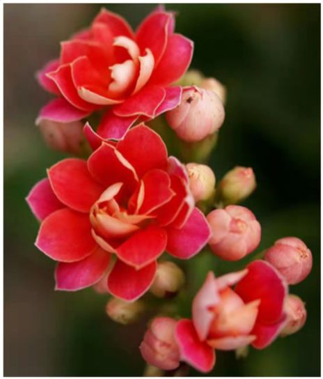 秋冬天种什么花,打造温馨室内花园
