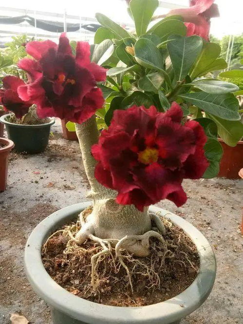 沙漠玫瑰多久浇一次水,科学浇灌,助力花朵绽放