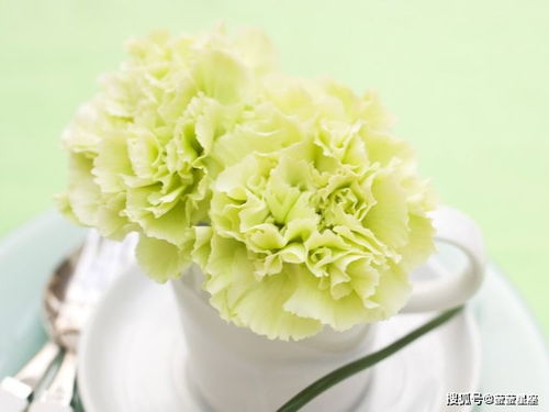 康乃馨用什么器具最好,打造家居绿意盎然的艺术之花