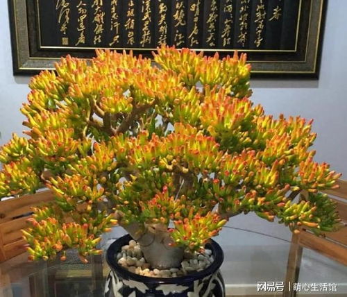 吸财树怎么养,打造家居吸金利器
