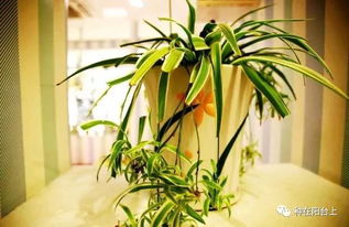 吊兰的园林用途是什么,吊兰在园林中的应用与价值概述