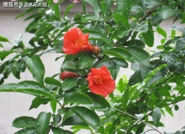 石榴花怎么浇水,石榴花浇水技巧与养护要点