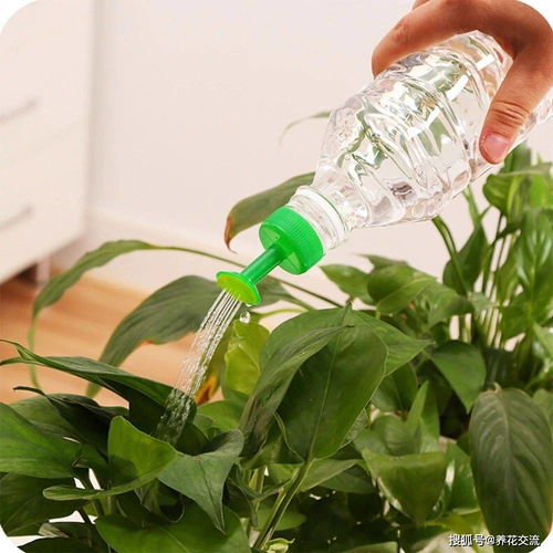 用什么浇花最好,揭秘植物生长的黄金滋养液”