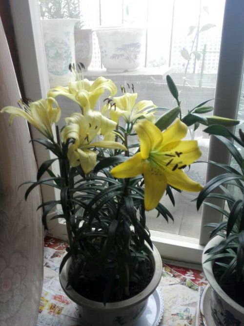 百合花开完花后植株如何处理,植株养护与再生攻略