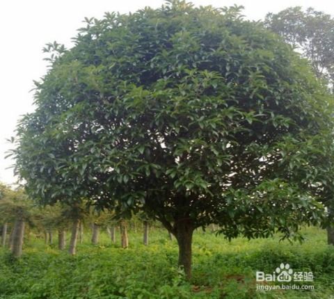 桂花树怎么养,从种植到繁茂的全程指南
