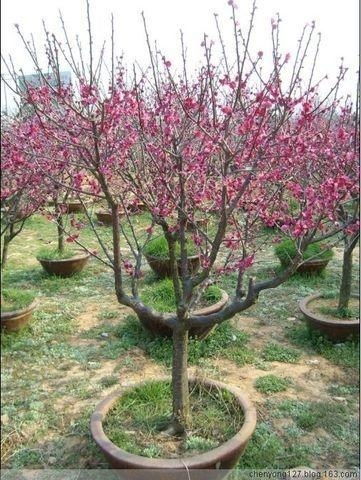 干枝梅怎么养,干枝梅的养护与重生之道