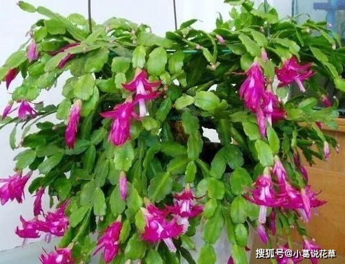 蟹爪兰红叶怎么办,蟹爪兰红叶原因及解决方法解析