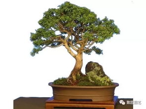 种植盆景前景如何,绿色财富的培育与市场前景展望