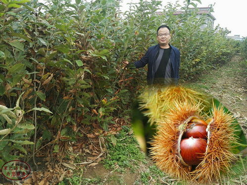 阳台如何种植坚果树苗视频,适合阳台种植的小型果树