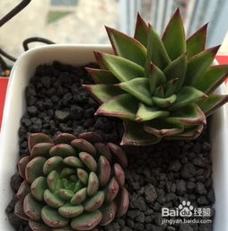 多肉怎么繁殖,从叶插到砍头,轻松掌握繁殖技巧