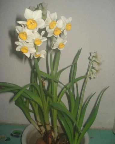 耐寒的花卉有哪些,耐寒花卉品种大盘点